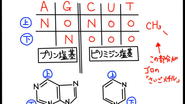 DNAやRNAの核酸塩基の構造式を覚えるためのゴロや表